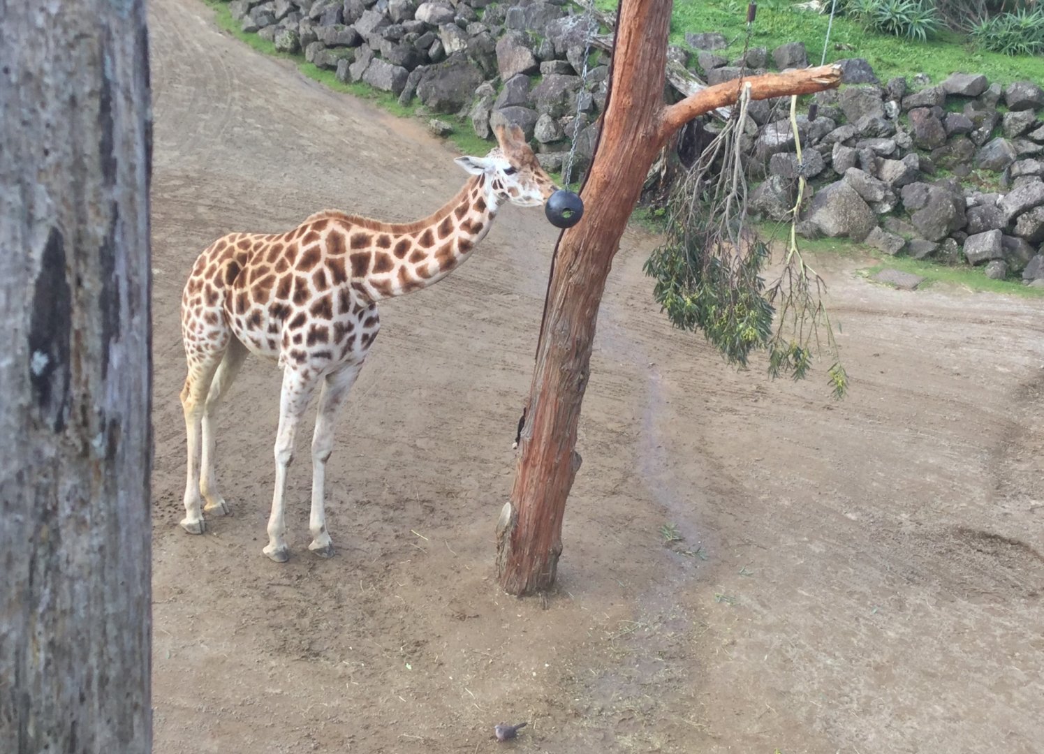 Giraffe (Giraffa camelopardalis)