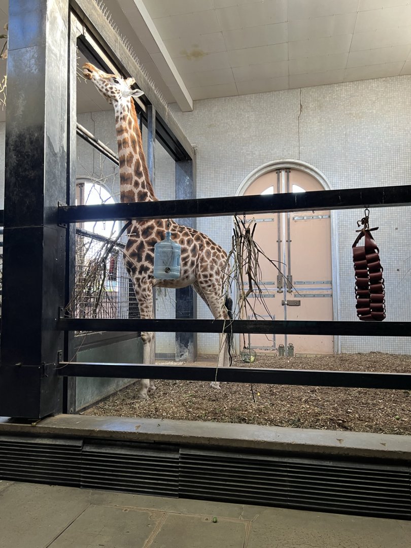 Giraffe (Giraffa camelopardalis)