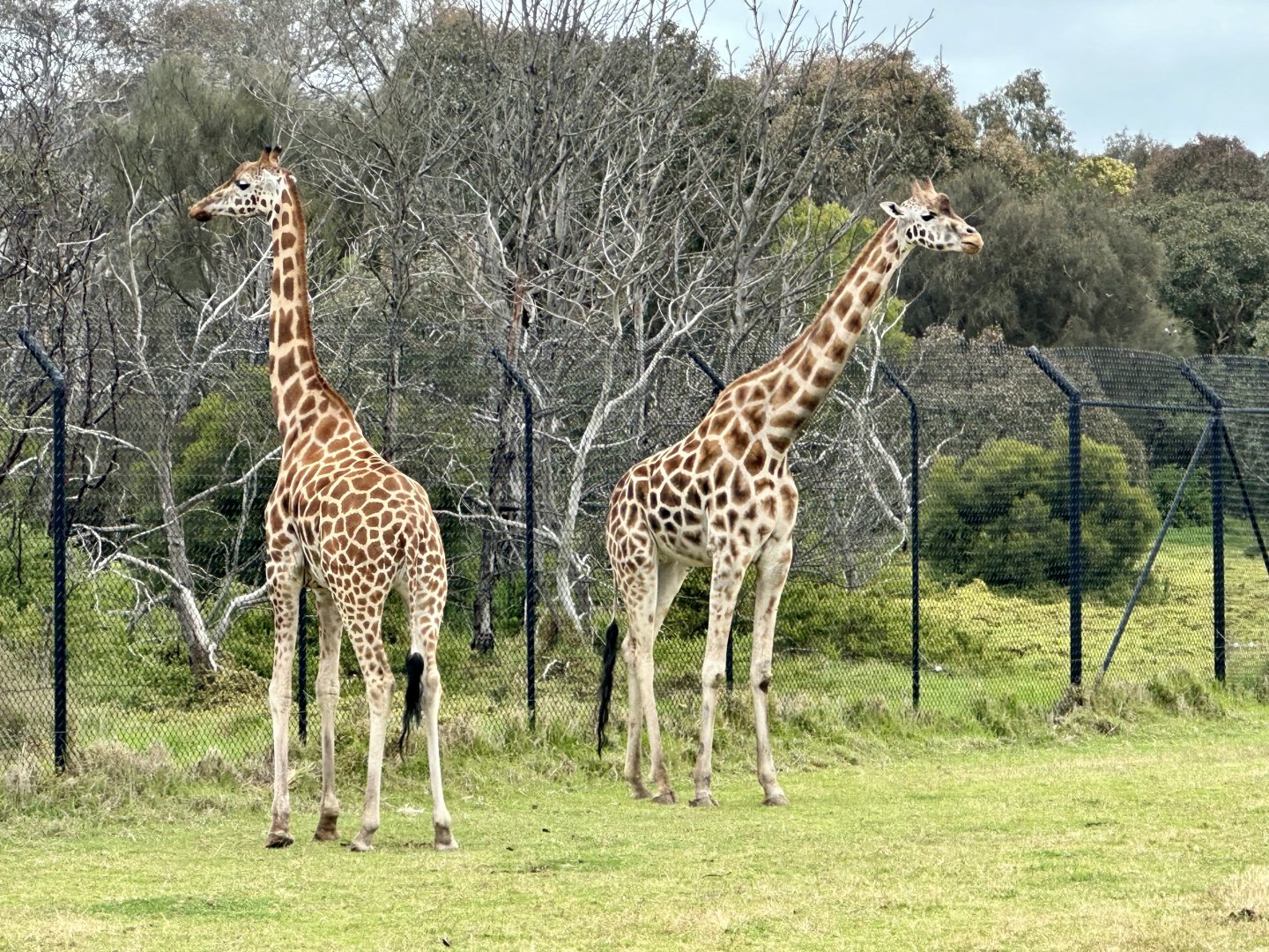 Giraffe (Giraffa camelopardalis)
