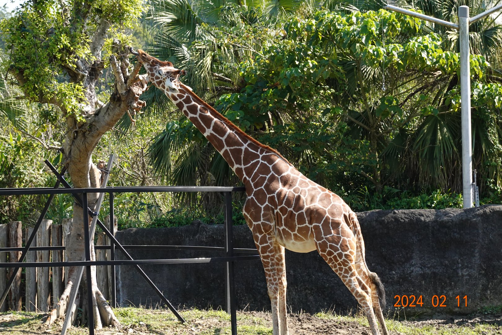 Giraffe (Giraffa camelopardalis)