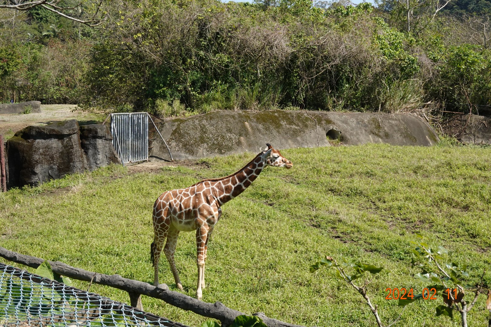 Giraffe (Giraffa camelopardalis)