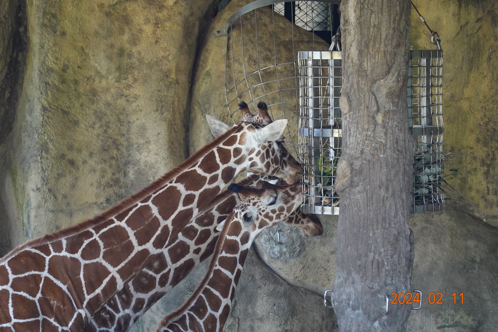 Giraffe (Giraffa camelopardalis)