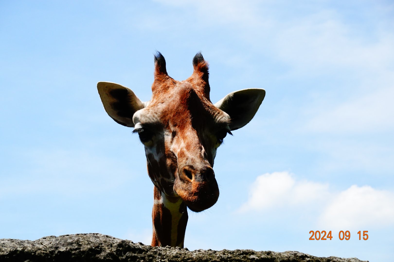 Giraffe (Giraffa camelopardalis)