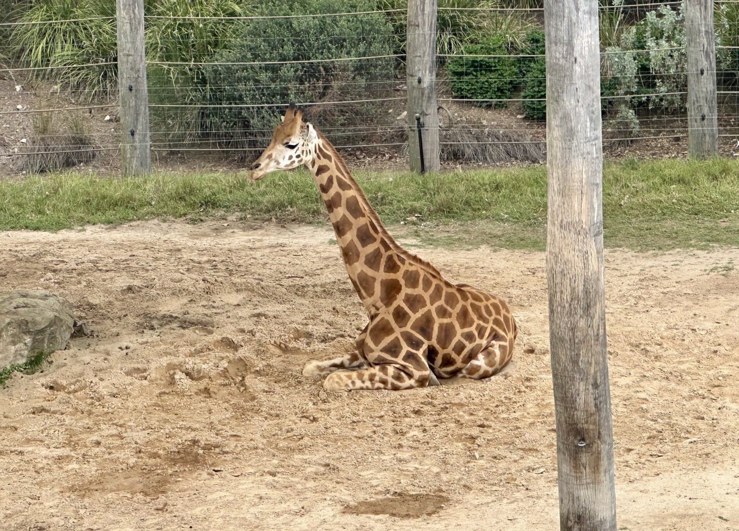 Giraffe (Giraffa camelopardalis)