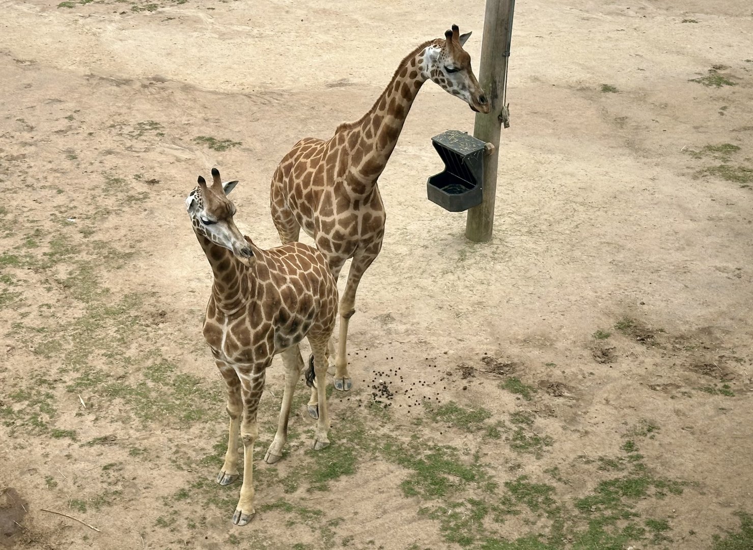 Giraffe (Giraffa camelopardalis)