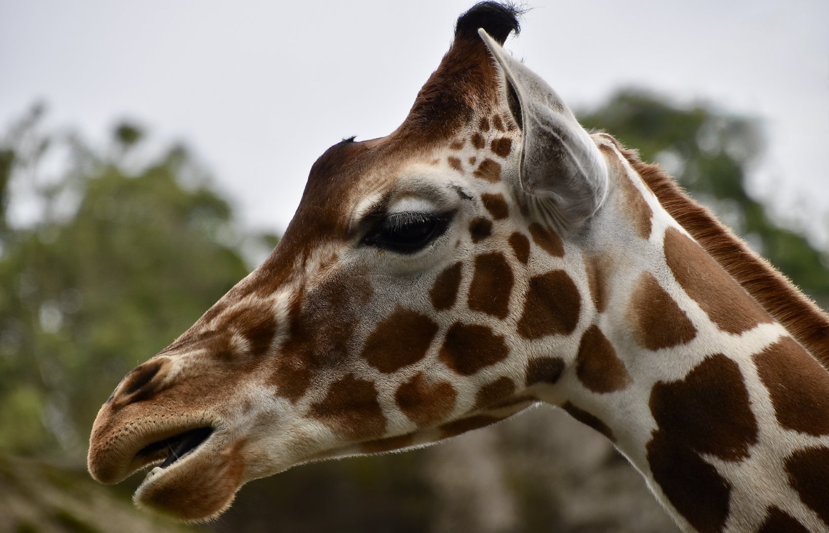 Giraffe (Giraffa camelopardalis)