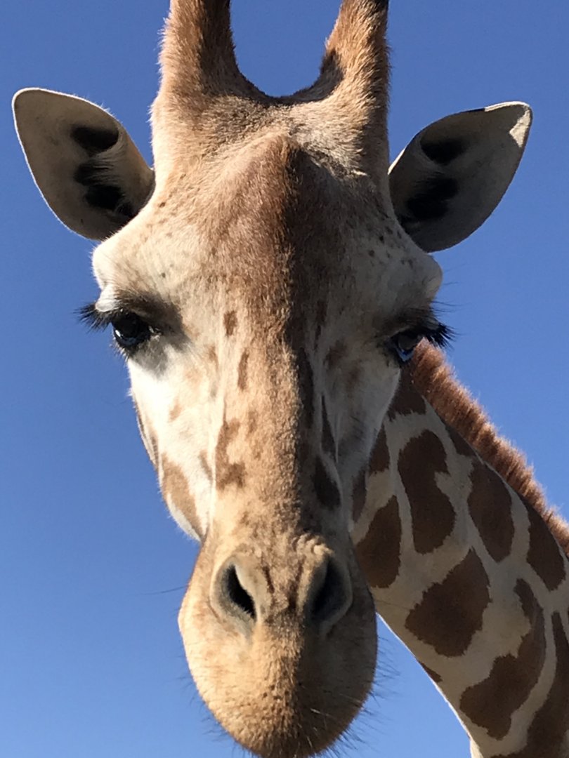 Giraffe (Giraffa) Headshot