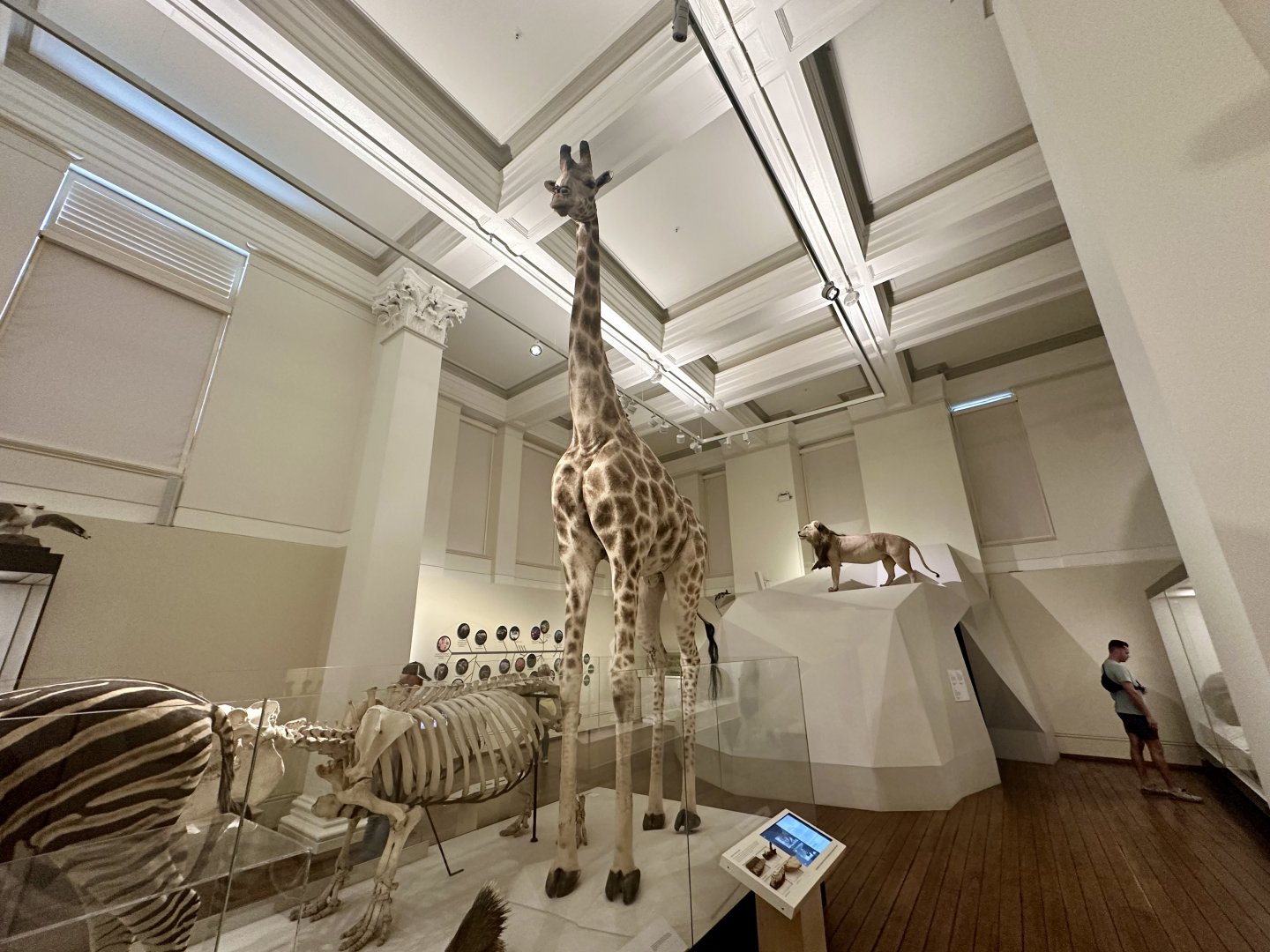 Giraffe (Giraffa tippelskirchi)