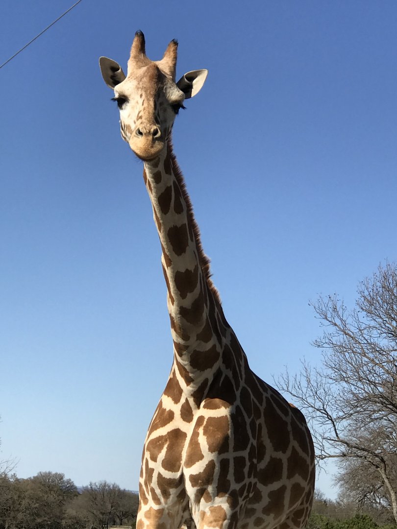 Giraffe (Giraffa)