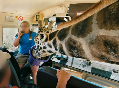 giraffe goes waaay in for food