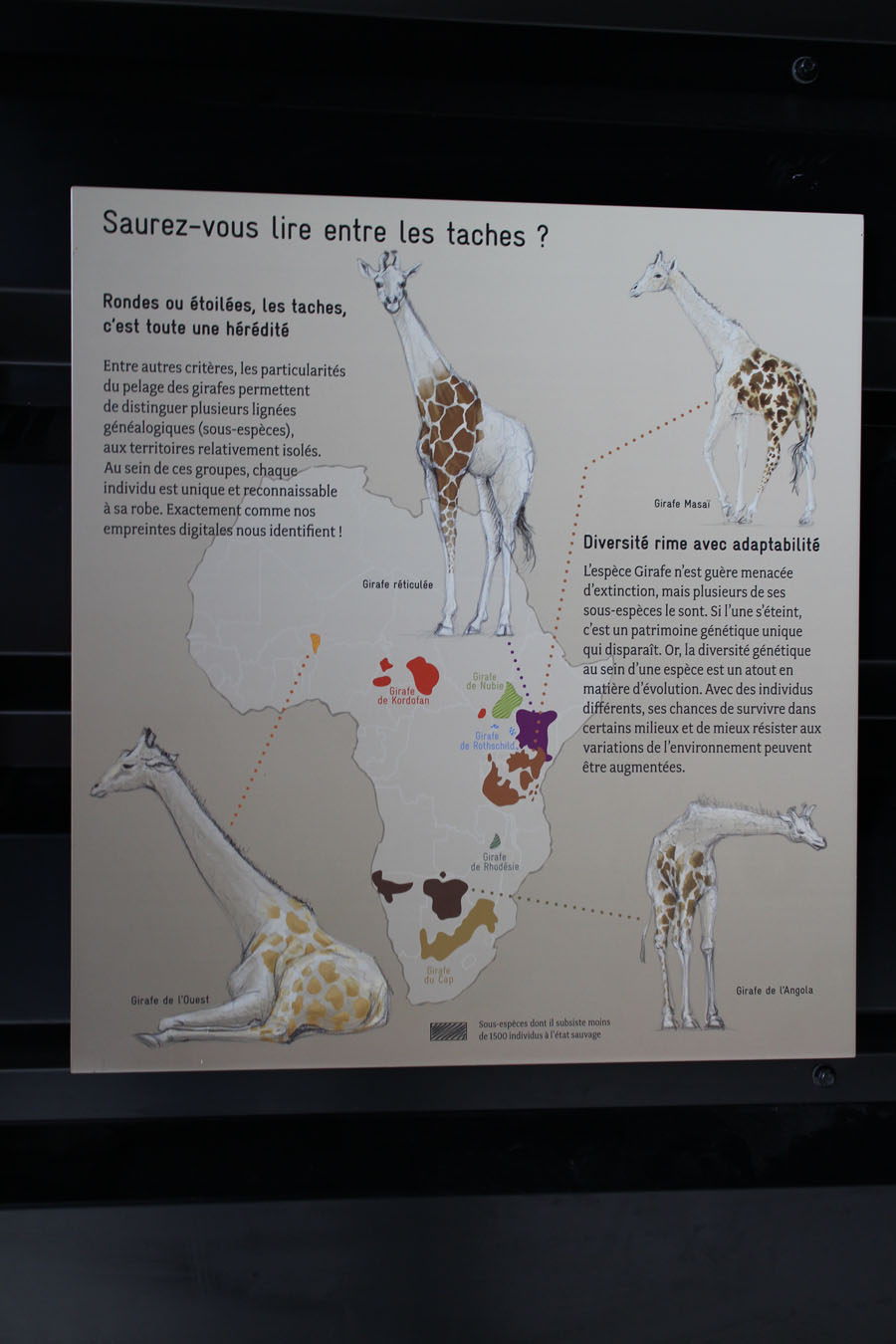 giraffe graphics