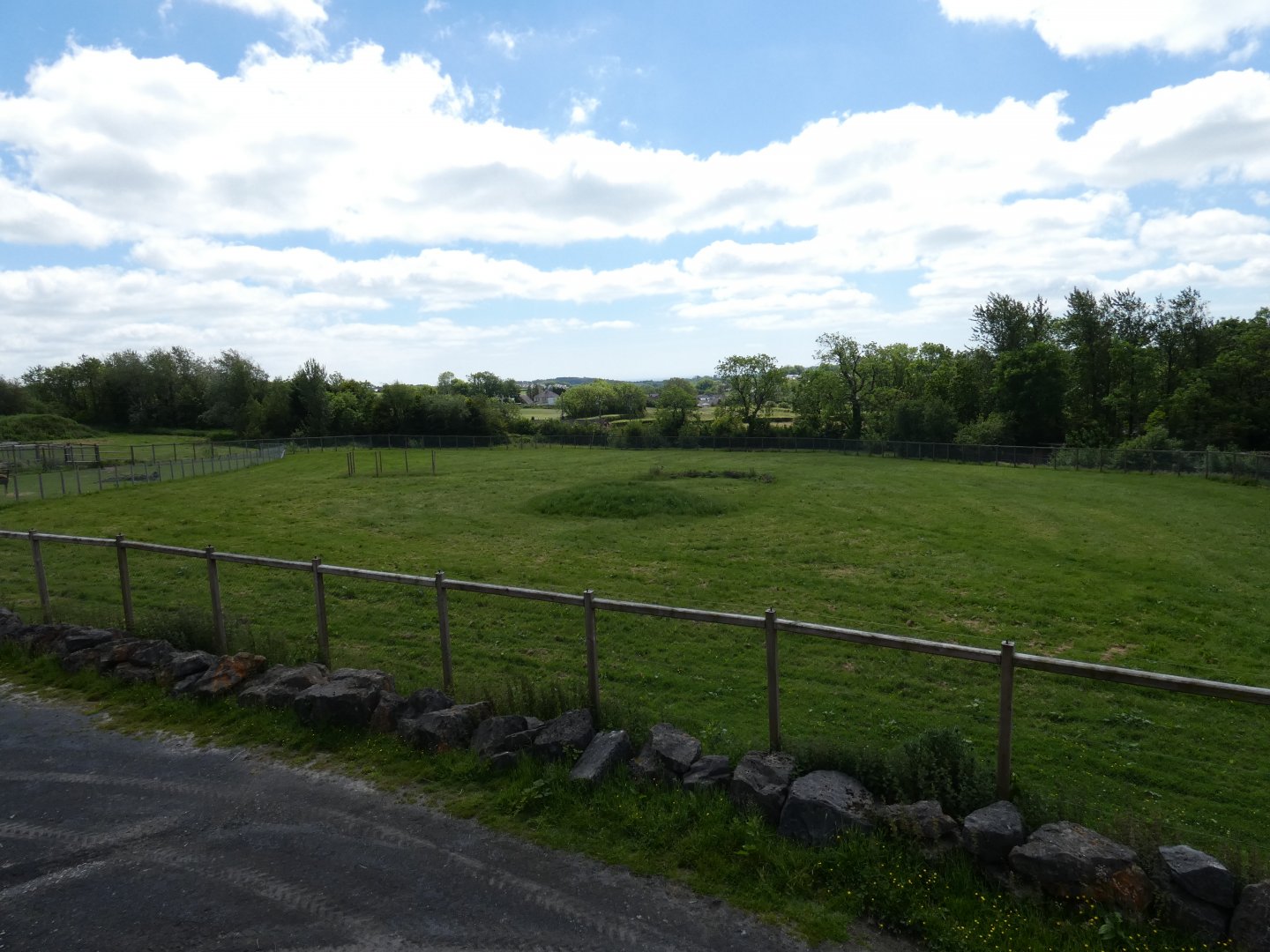 Giraffe grass paddock