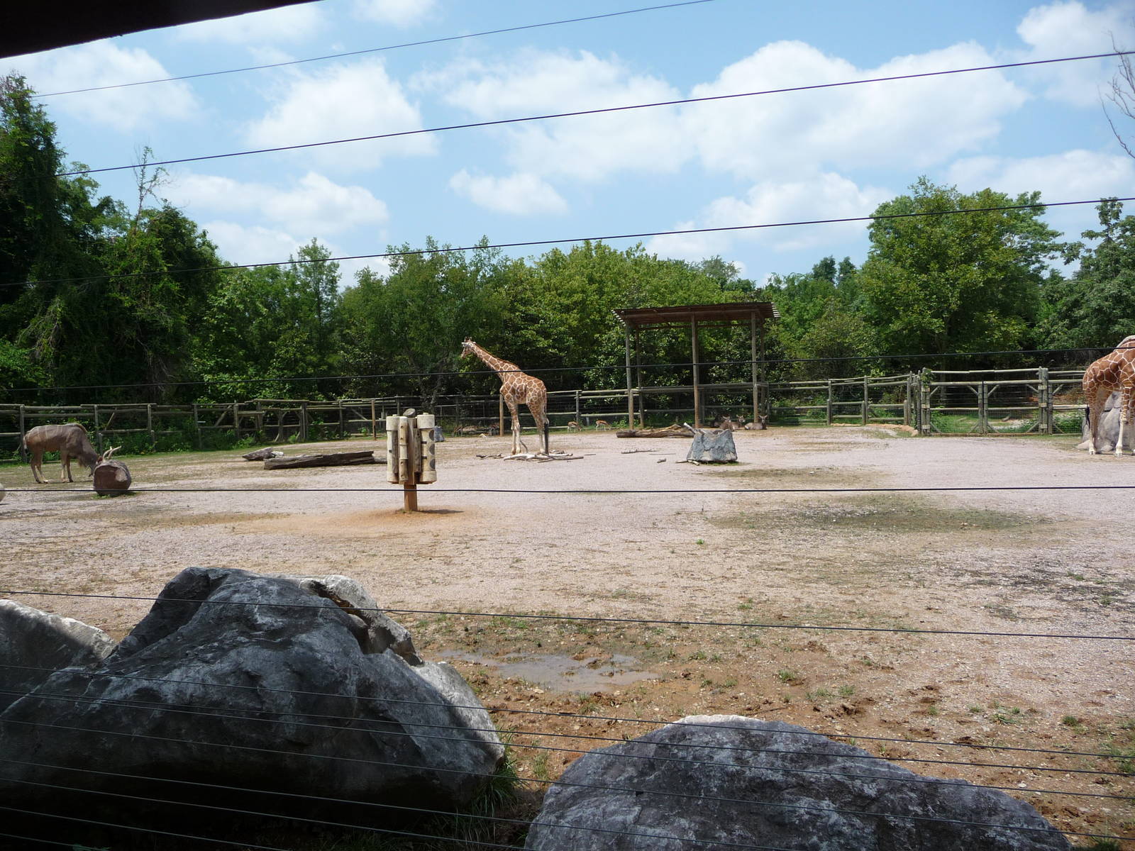 Giraffe/Greater Kudu/Waterbuck/Thomson's Gazelle Exhibit