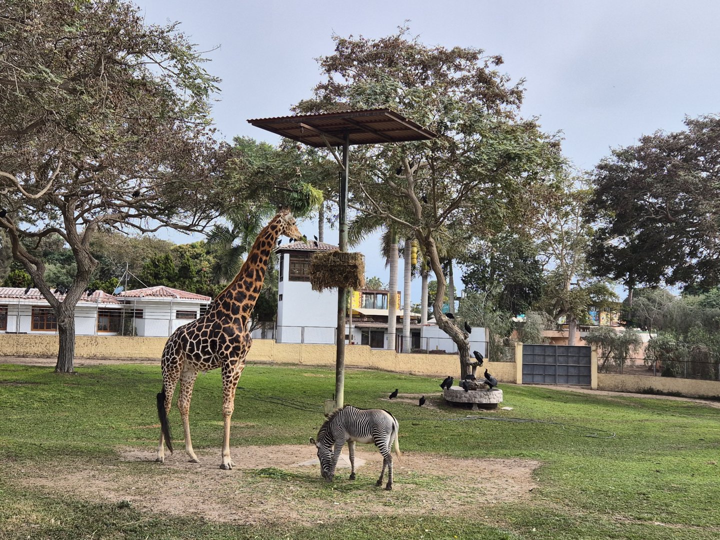 Giraffe/ Grevy's Zebra exhibit