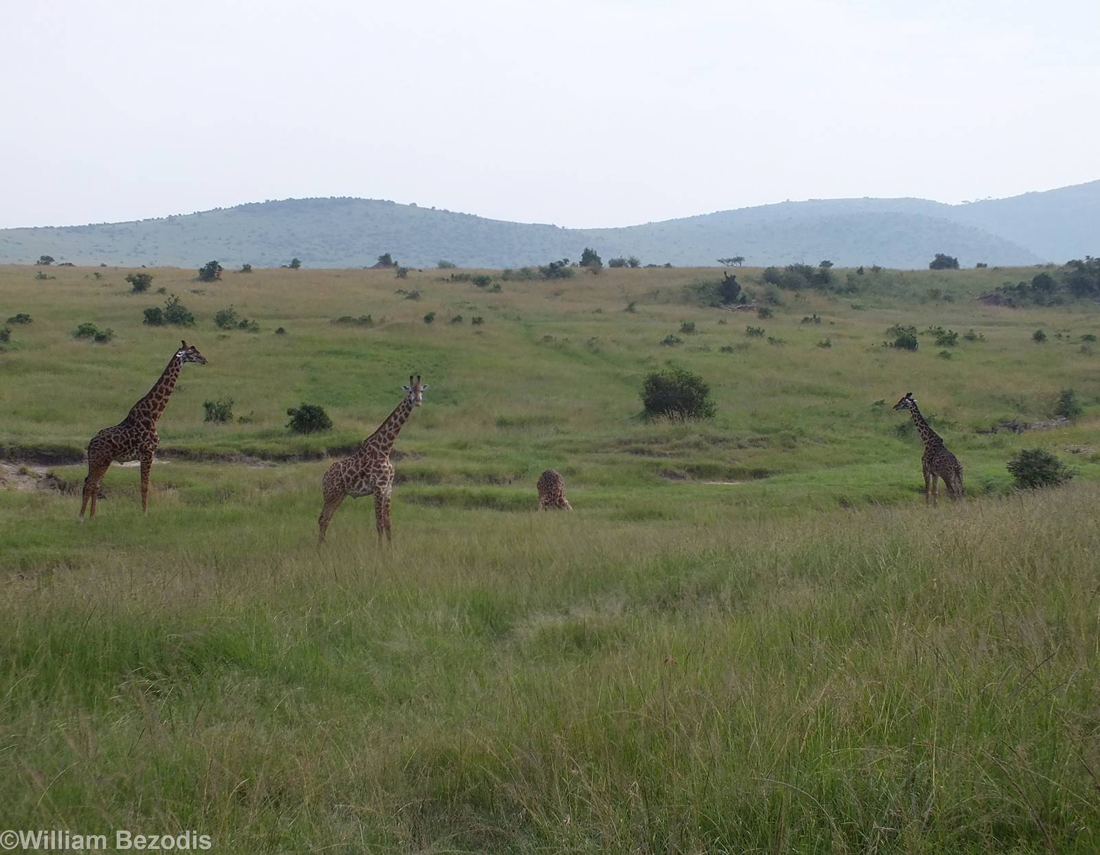Giraffe Group - Maasai Mara
