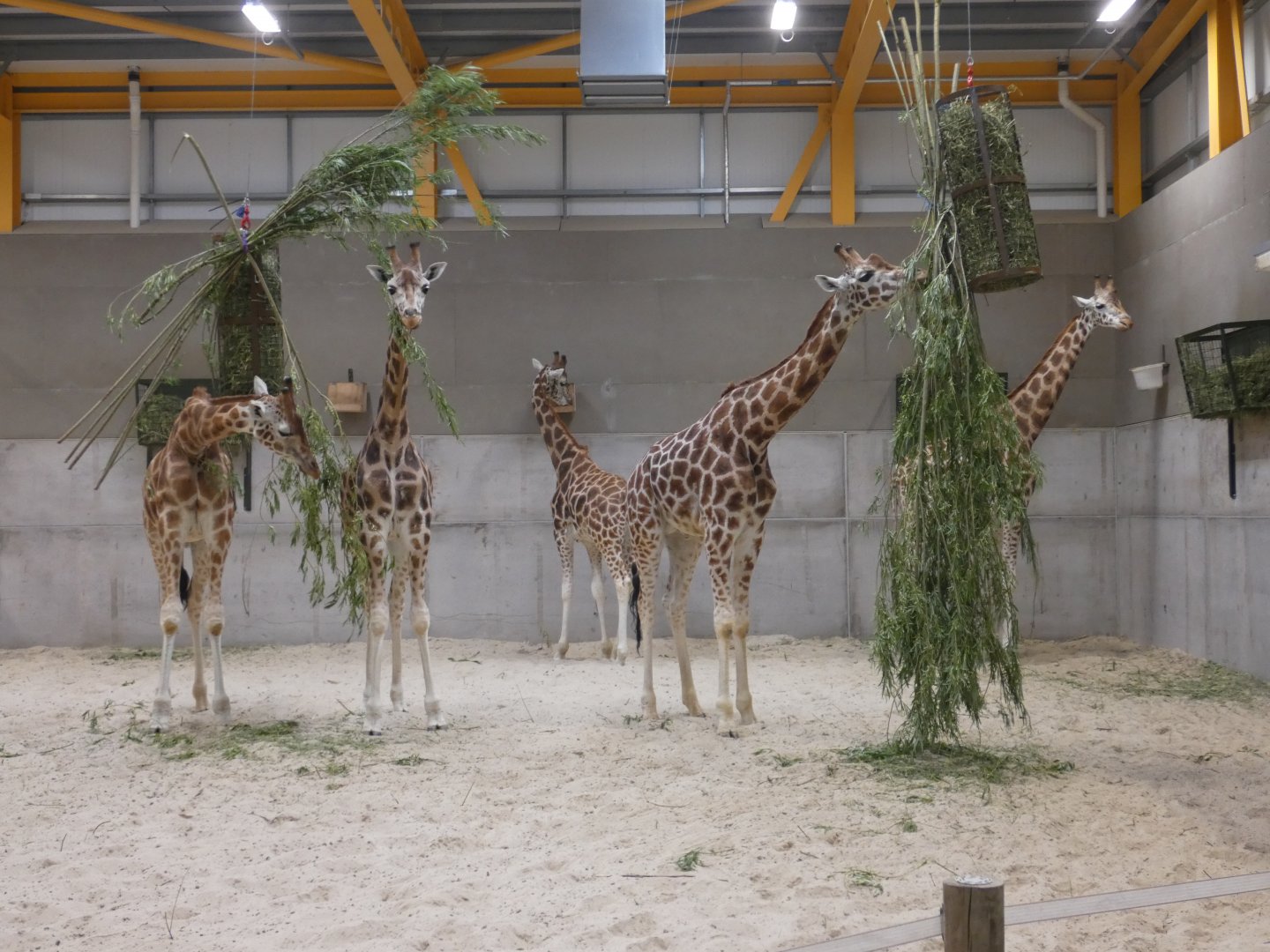 Giraffe group
