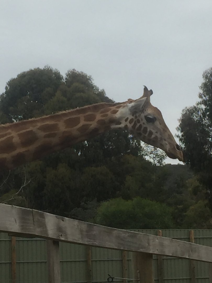 Giraffe @Halls Gap Zoo