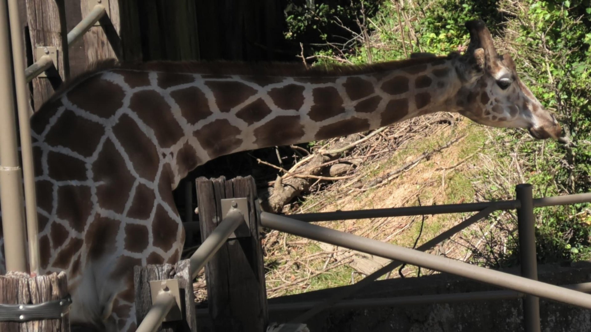 Giraffe hanging out with a fence post