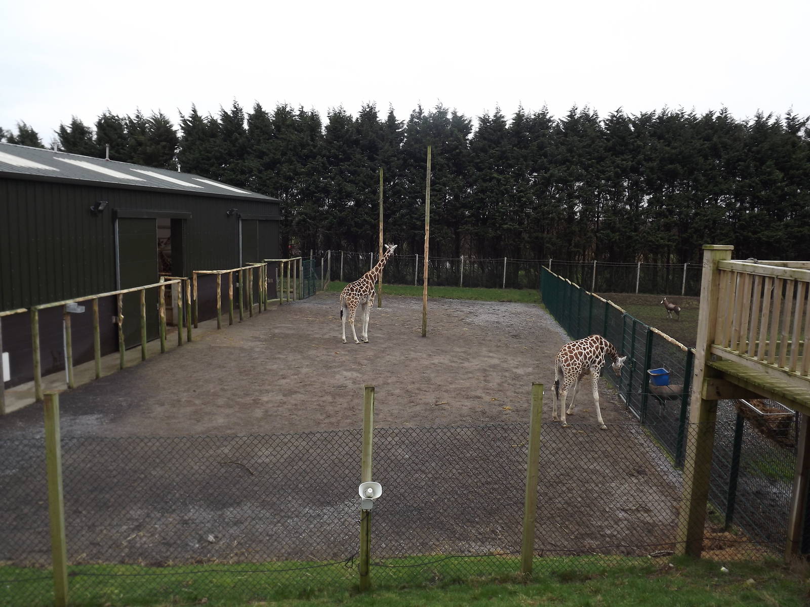 Giraffe hardstanding at Blackpool Zoo 26/02/12