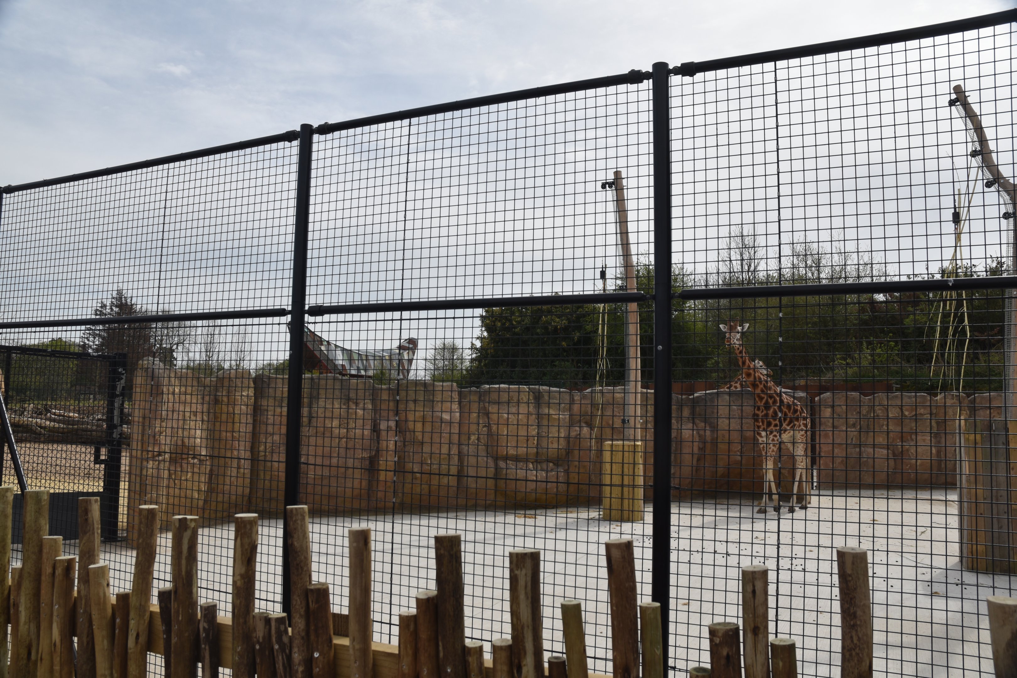 Giraffe Hardstanding, Heart of Africa at Chester, 12th April 2025