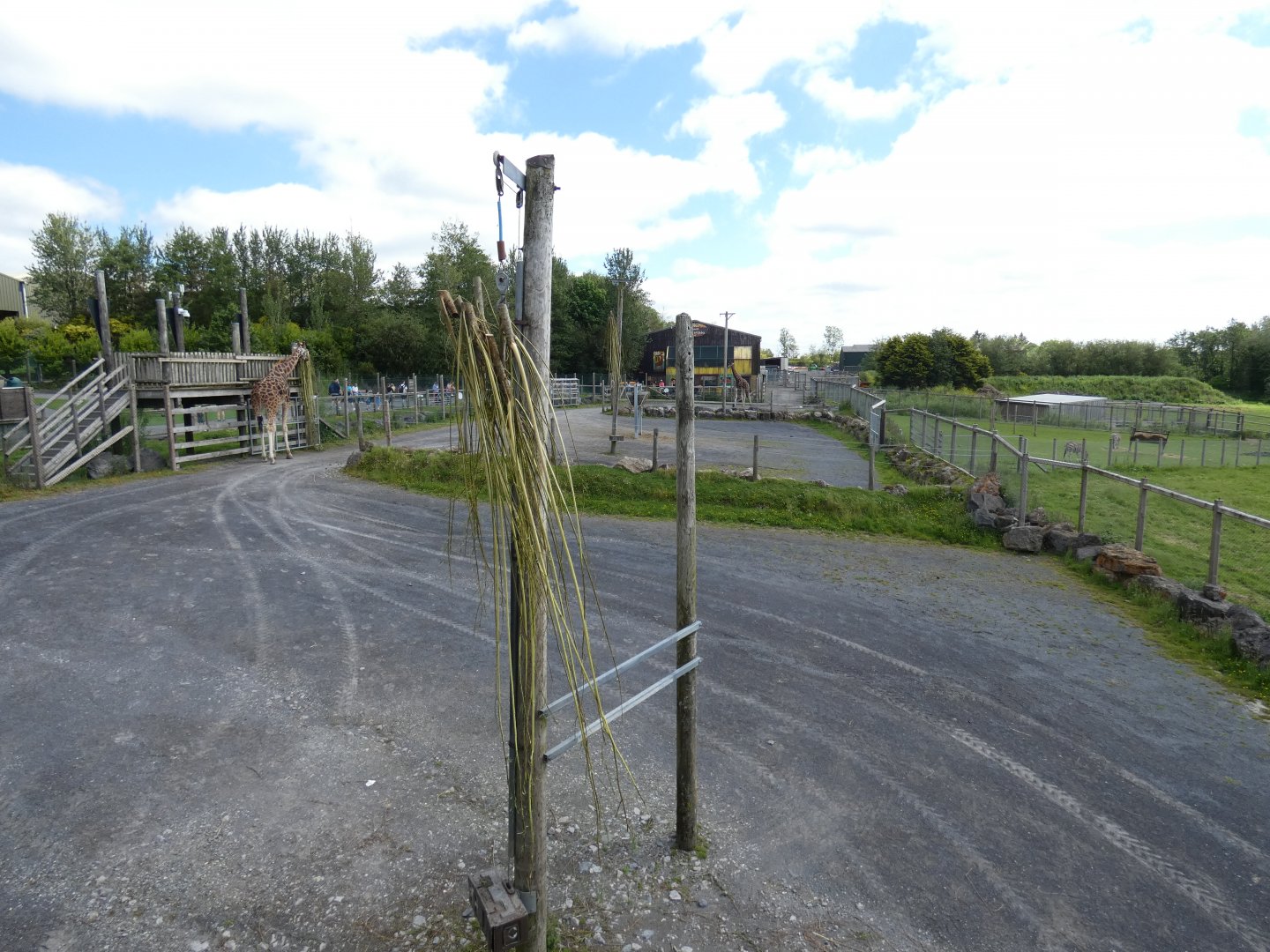 Giraffe hardstanding