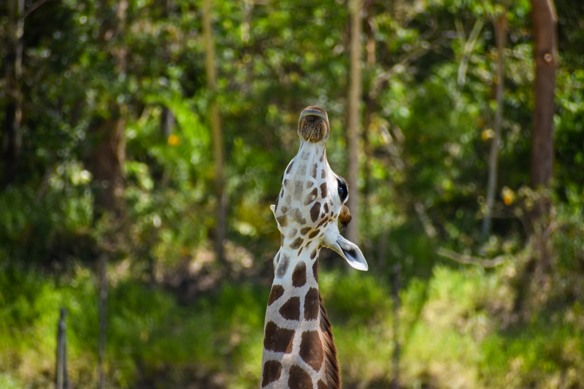 Giraffe Having a Stretch