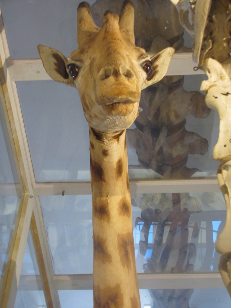 Giraffe Head