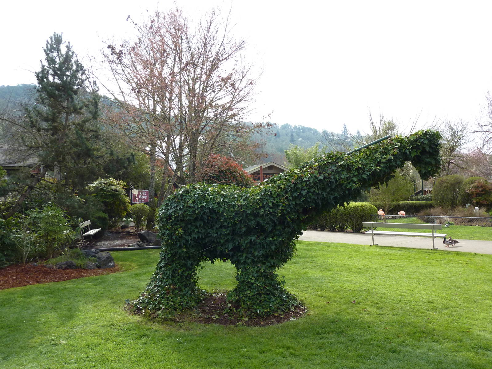 Giraffe Hedge
