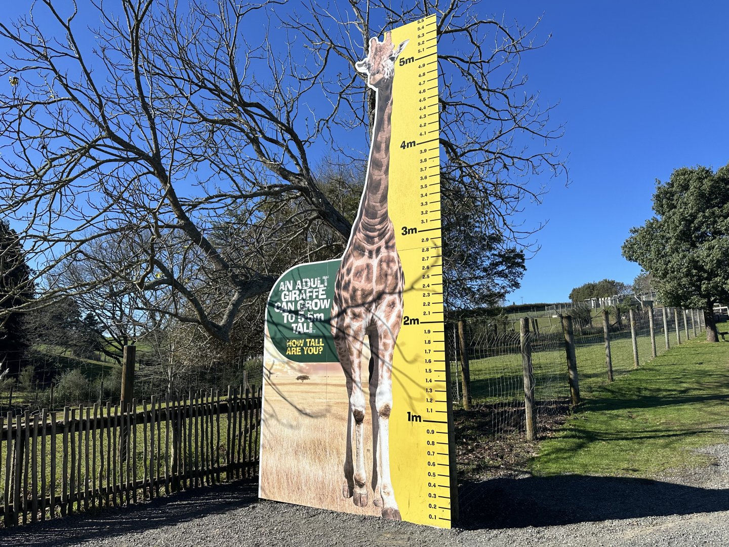 Giraffe Height Signage