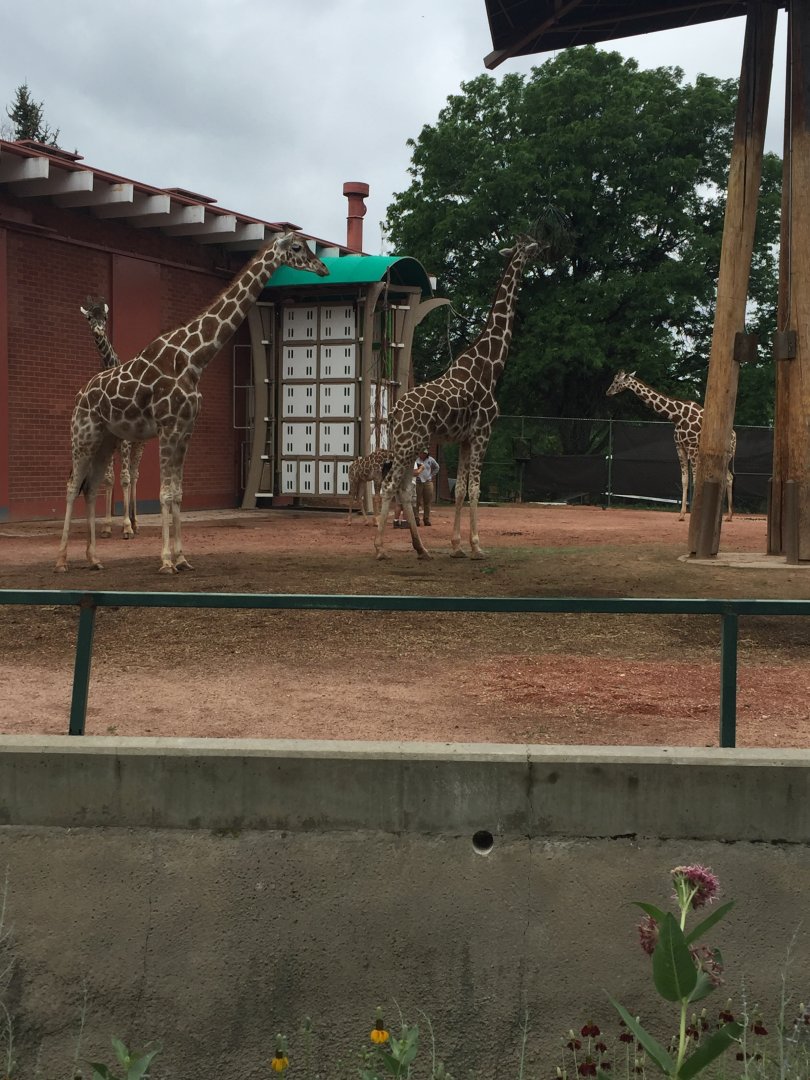 Giraffe Herd 6-23-2017