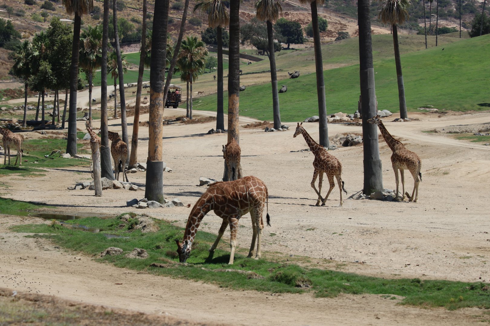 Giraffe Herd and General View of African Plains