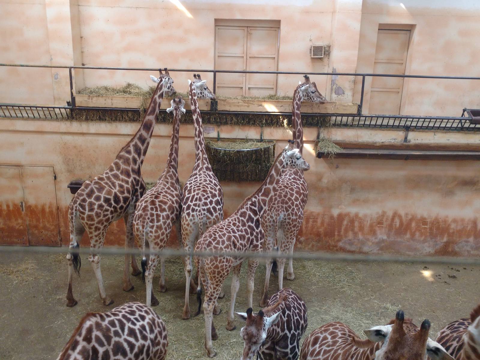 Giraffe herd and house
