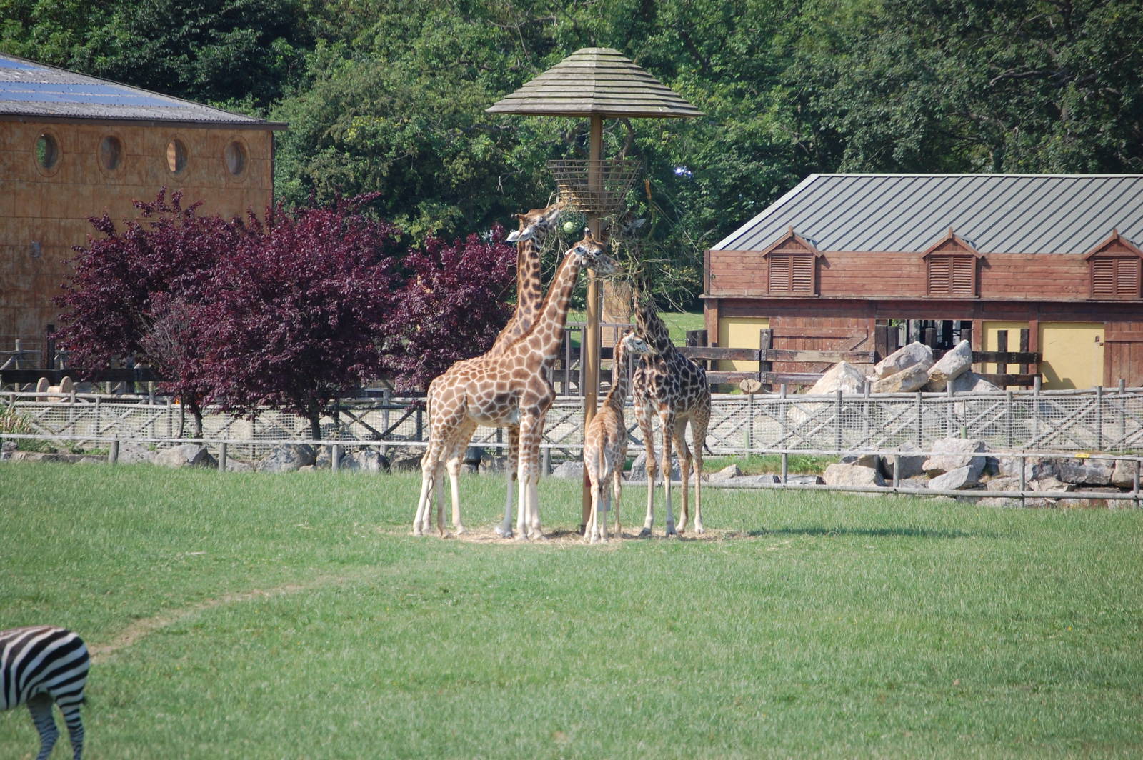 Giraffe herd - feeding together