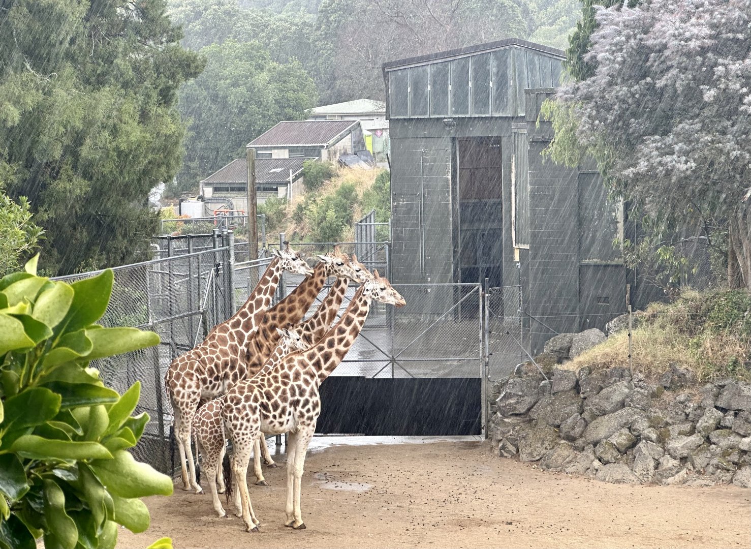 Giraffe Herd in the Rain
