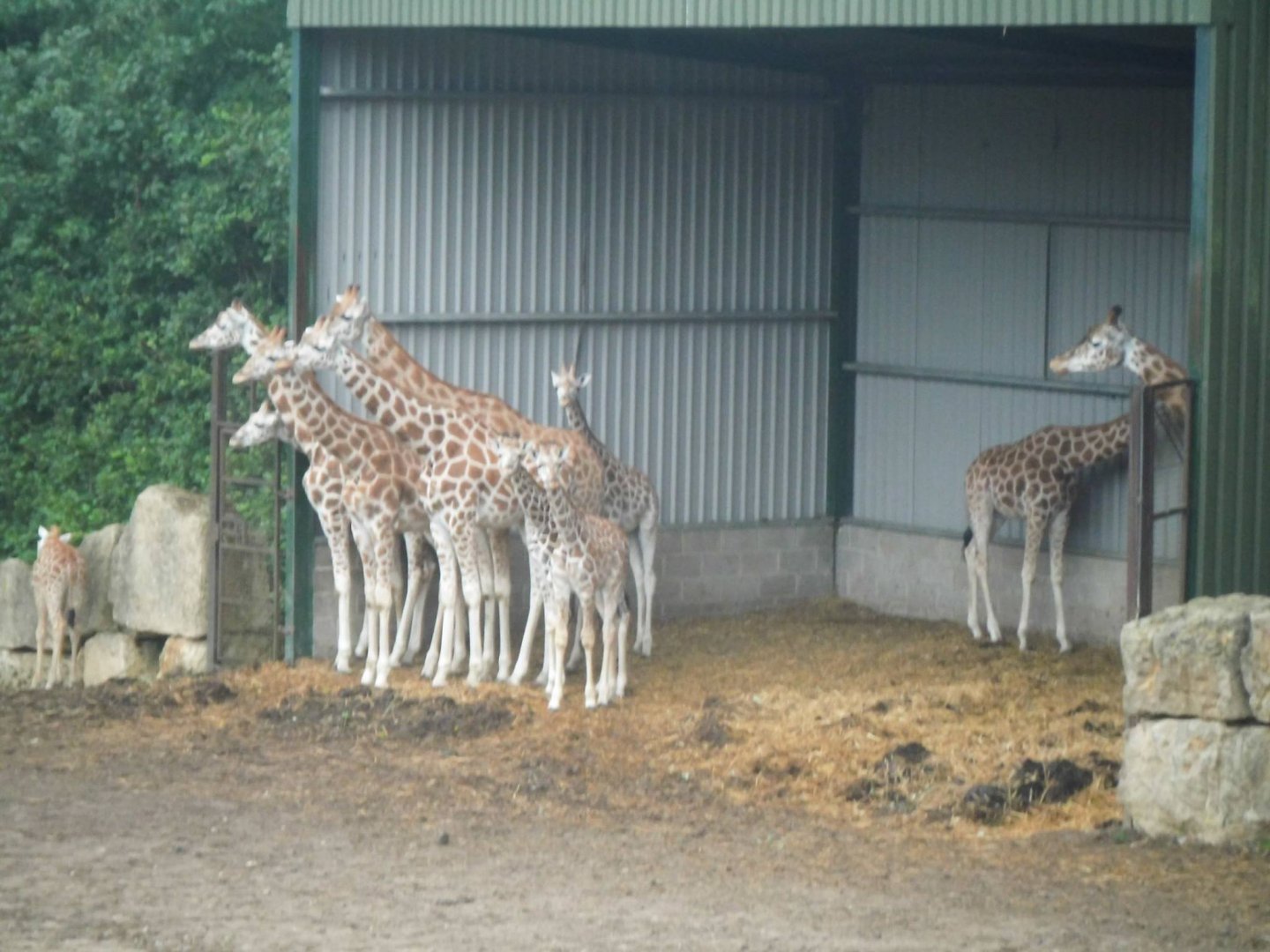 Giraffe Herd in the shelter