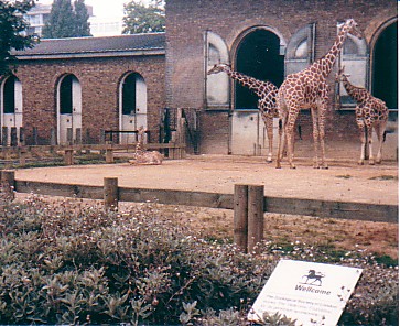Giraffe herd @ London zoo UK