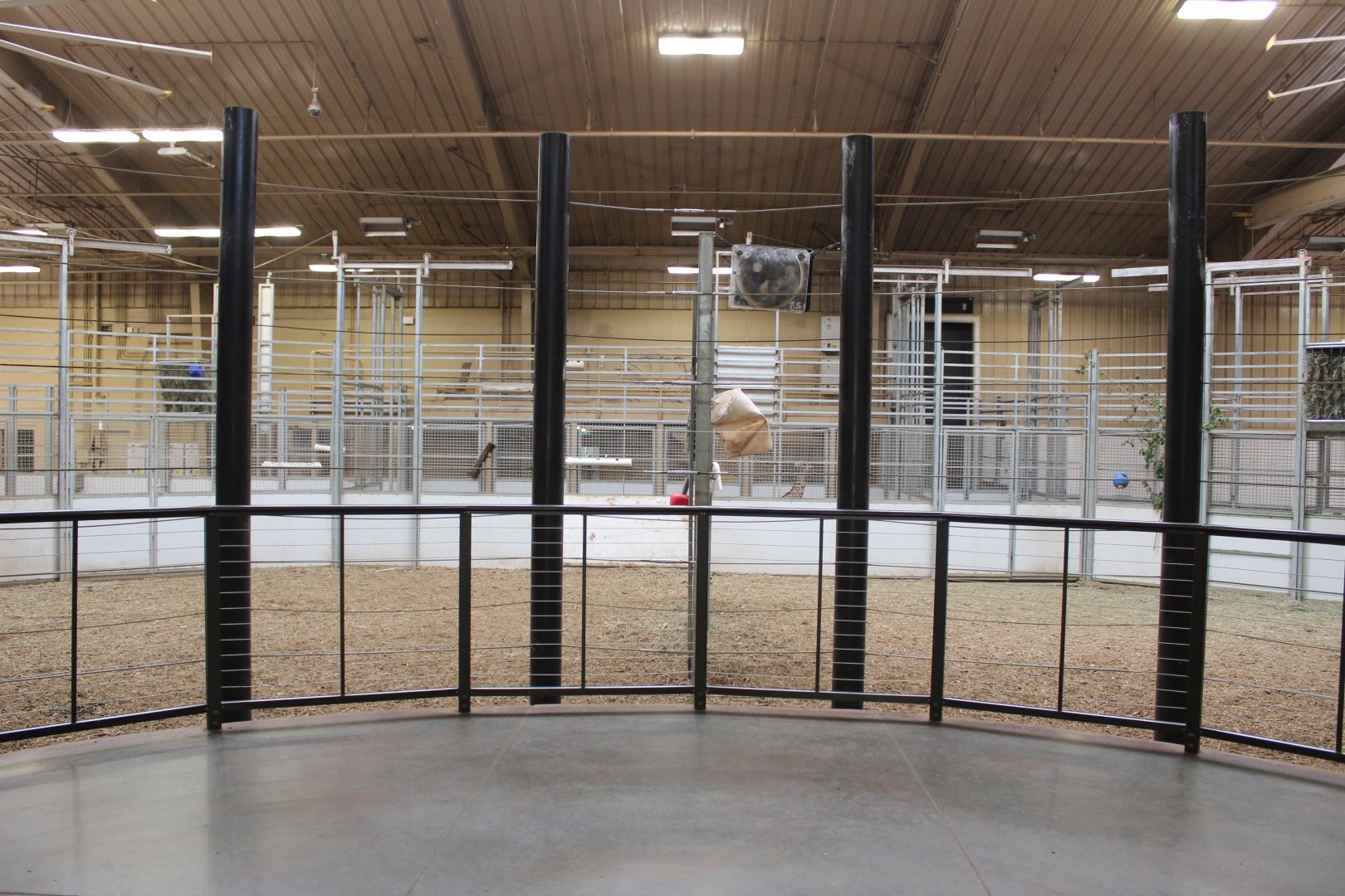 Giraffe Herd Room - African Grasslands