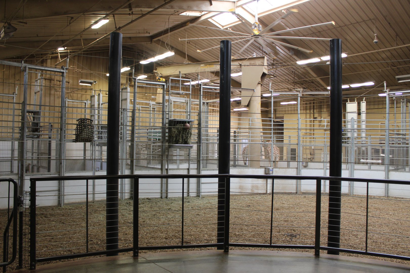 Giraffe Herd Room - African Grasslands