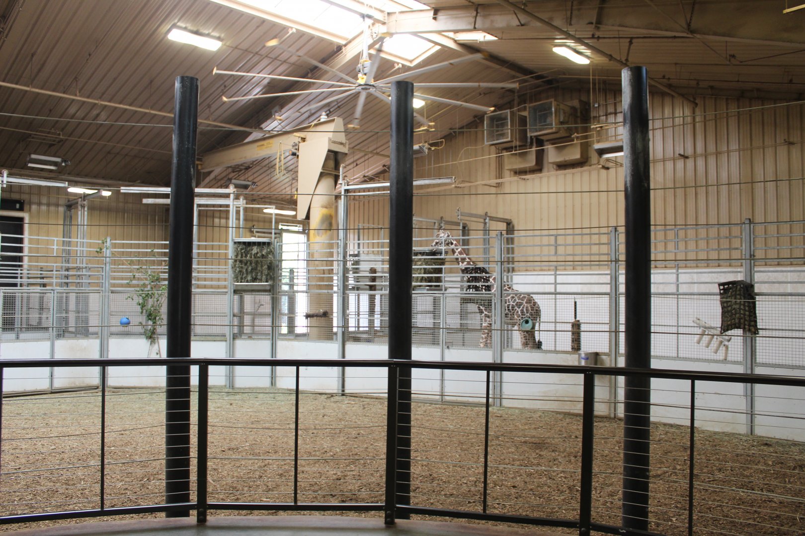 Giraffe Herd Room - African Grasslands