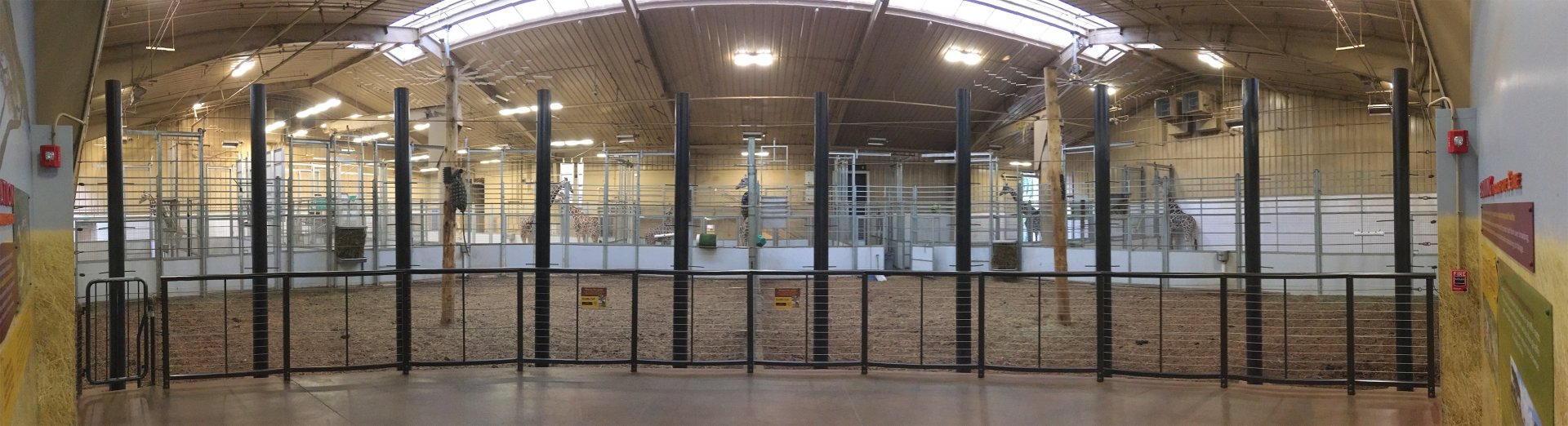 Giraffe Herd Rooms 1