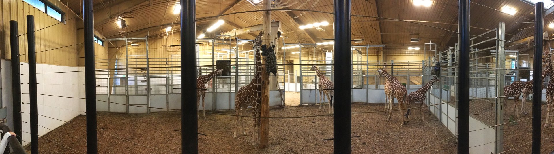 Giraffe Herd Rooms 2
