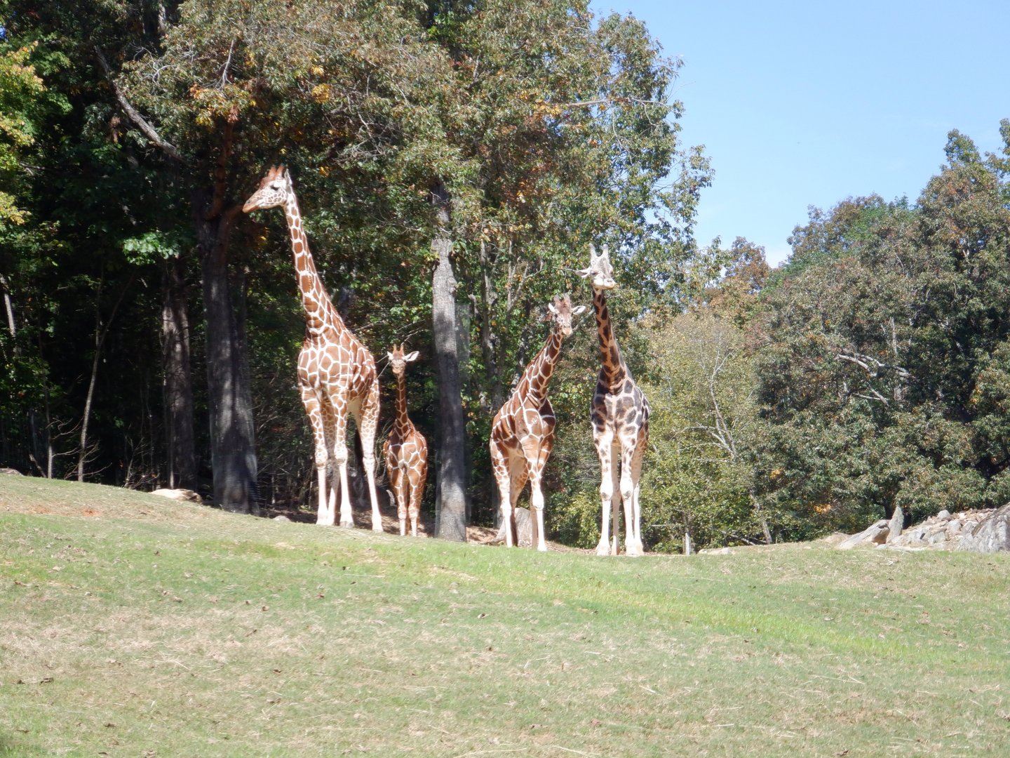 Giraffe Herd (Three Reticulated and one Northern) at the North Carolina Zoo
