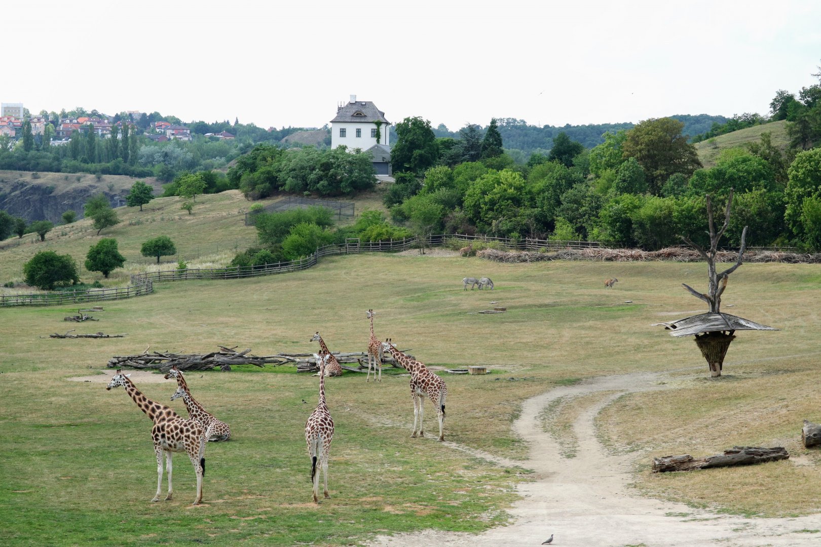 Giraffe herd with background view