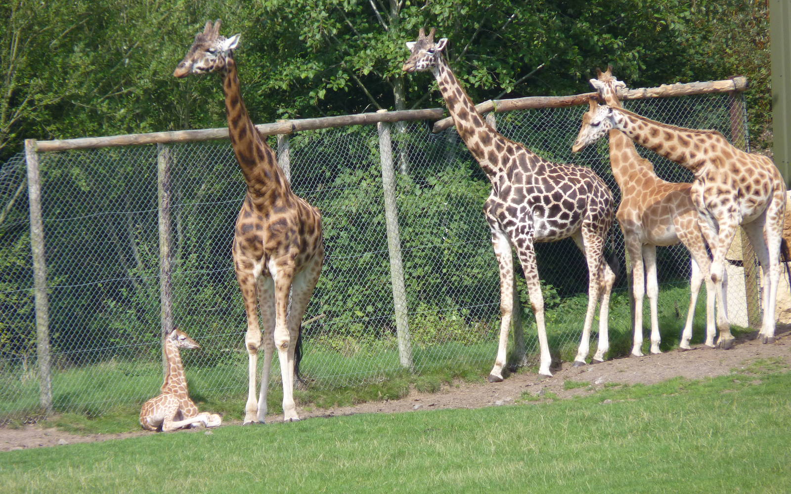 Giraffe Herd