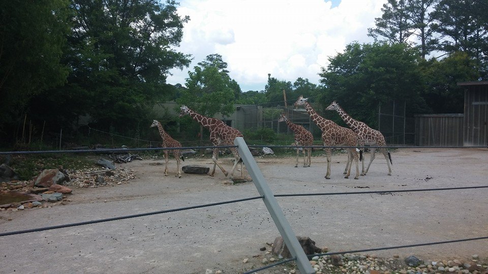 Giraffe Herd
