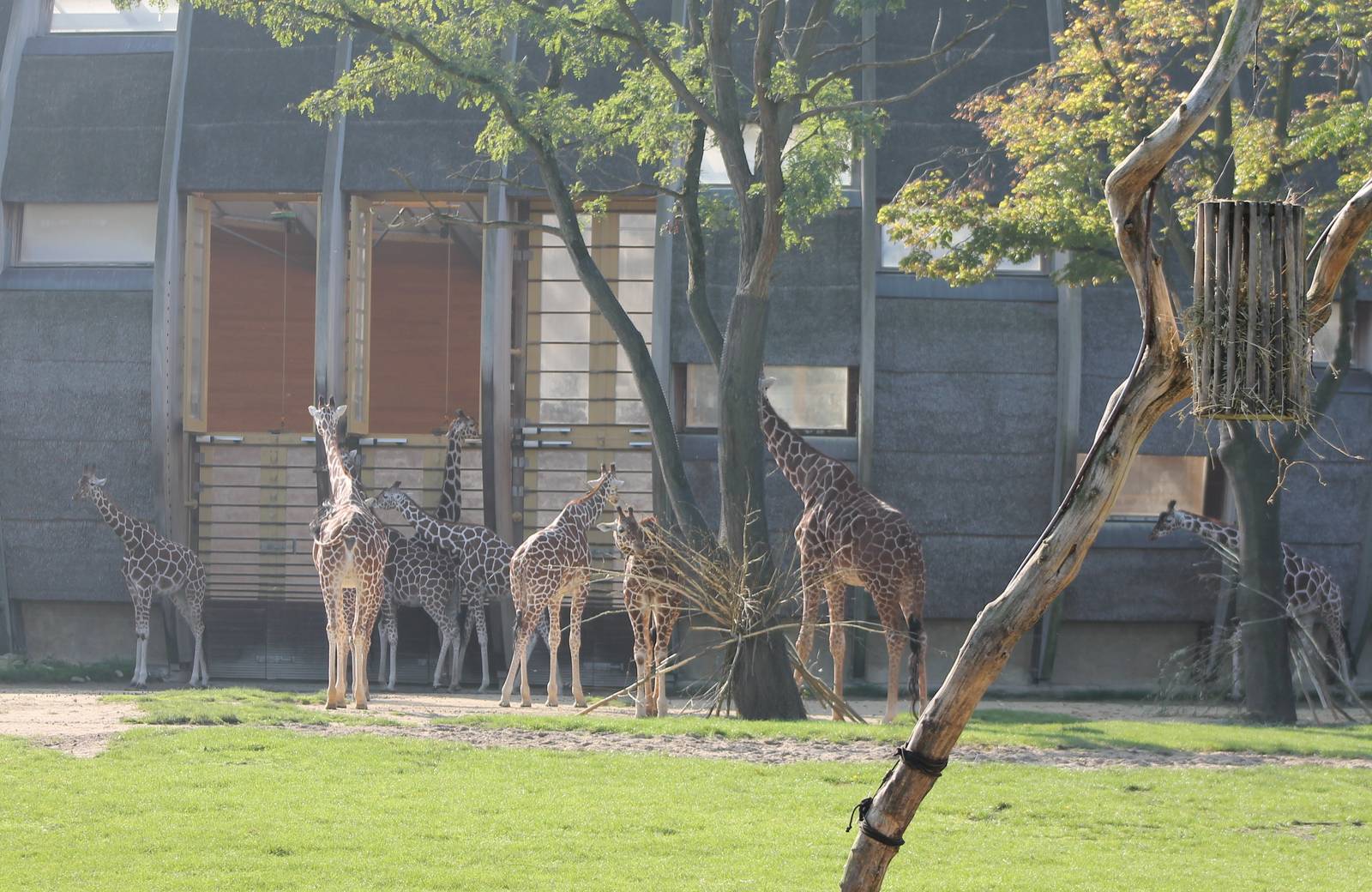 Giraffe-herd