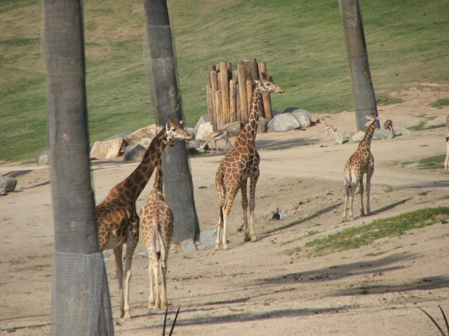 Giraffe herd