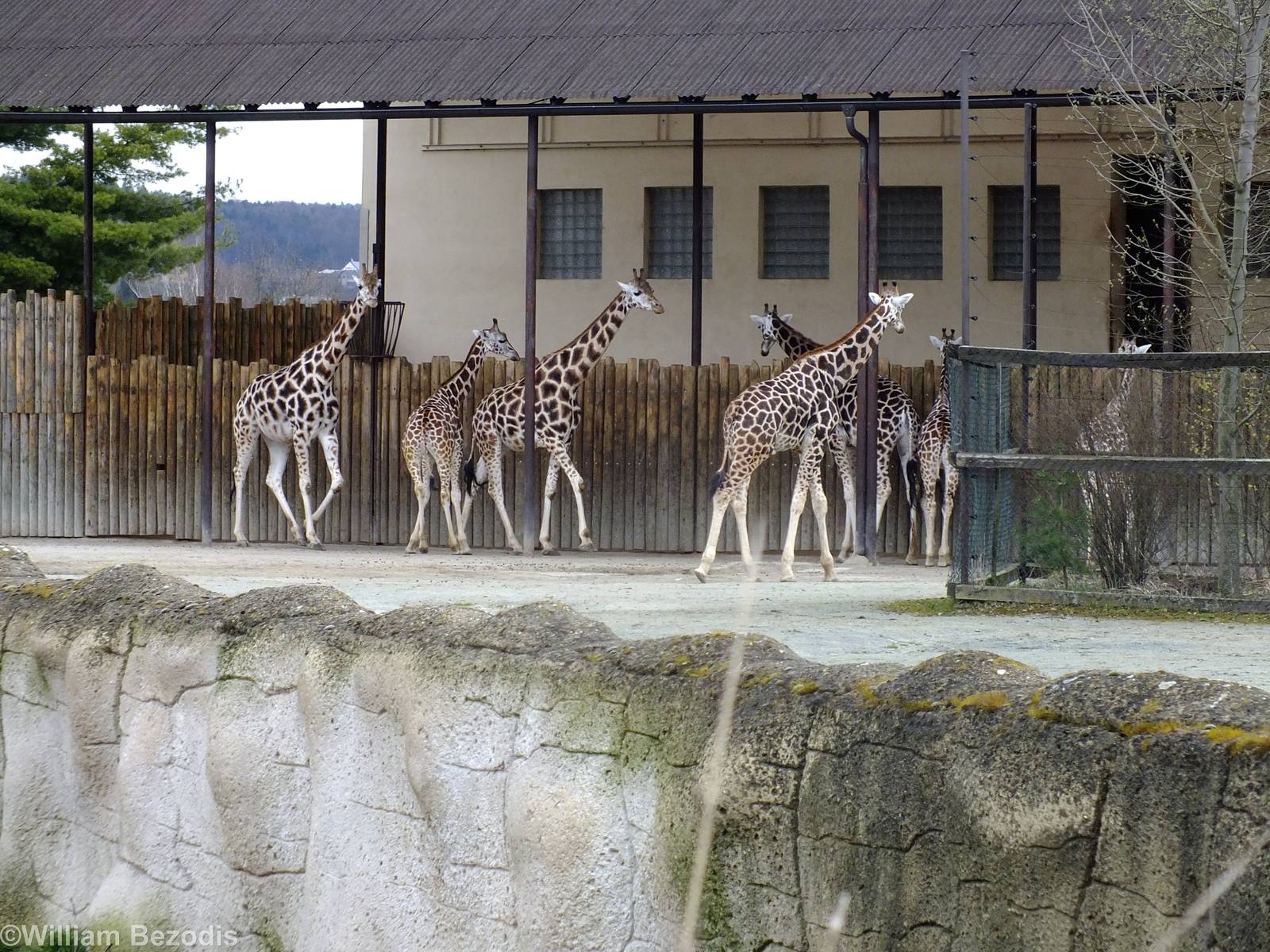Giraffe Herd