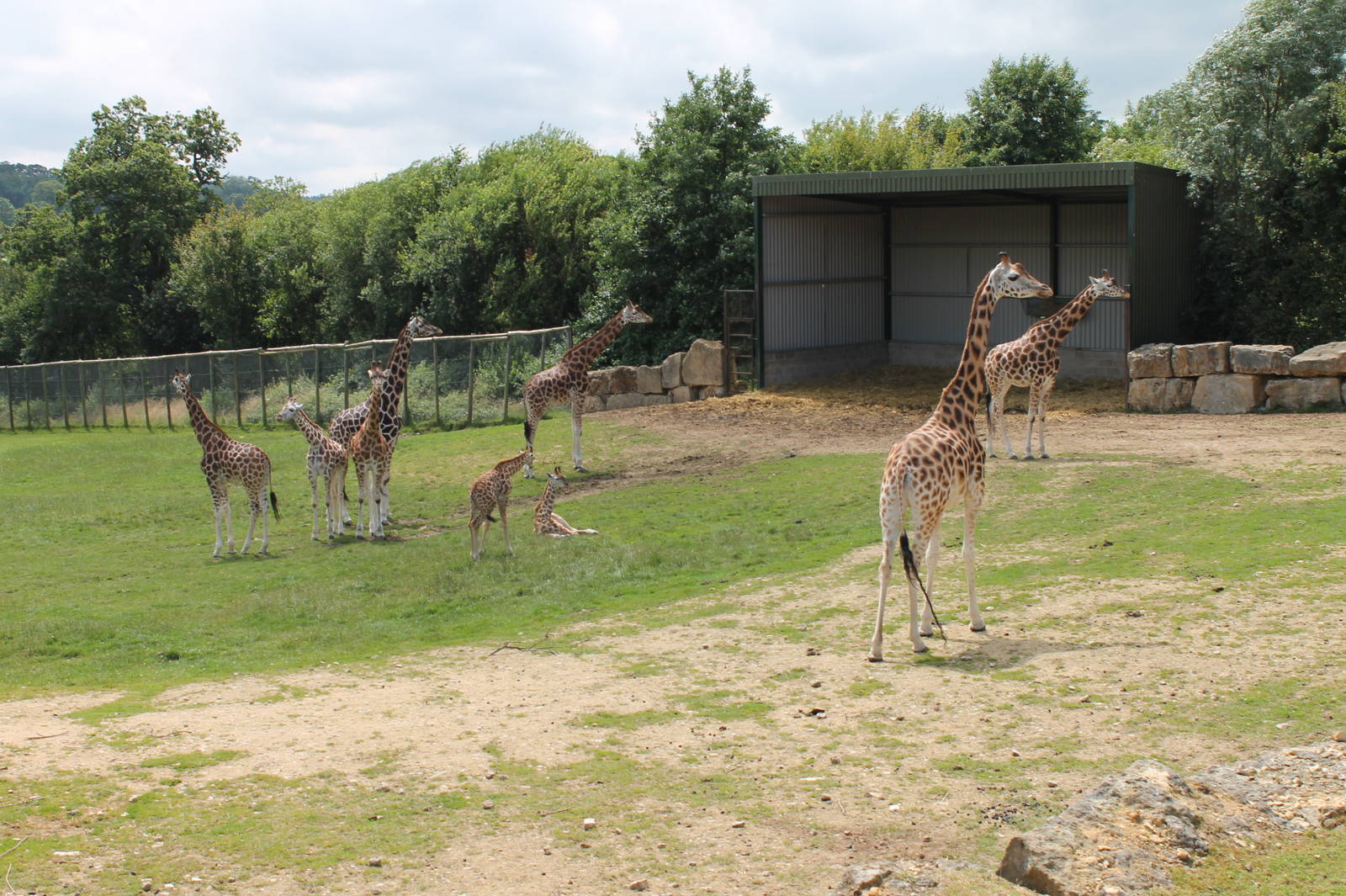 Giraffe herd