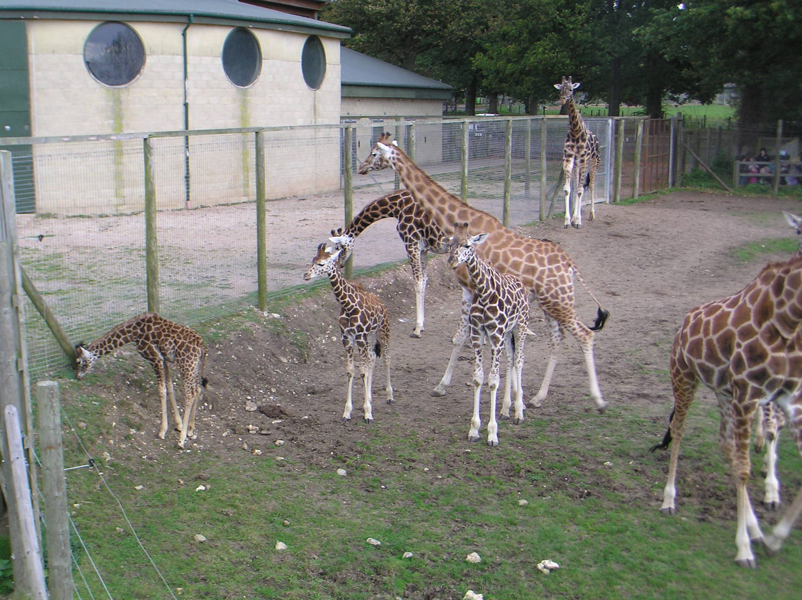Giraffe Herd